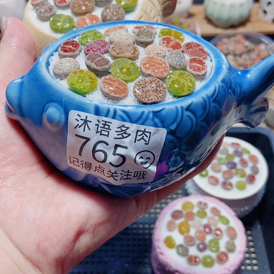 陈***梅一物一拍 所见即所得 765