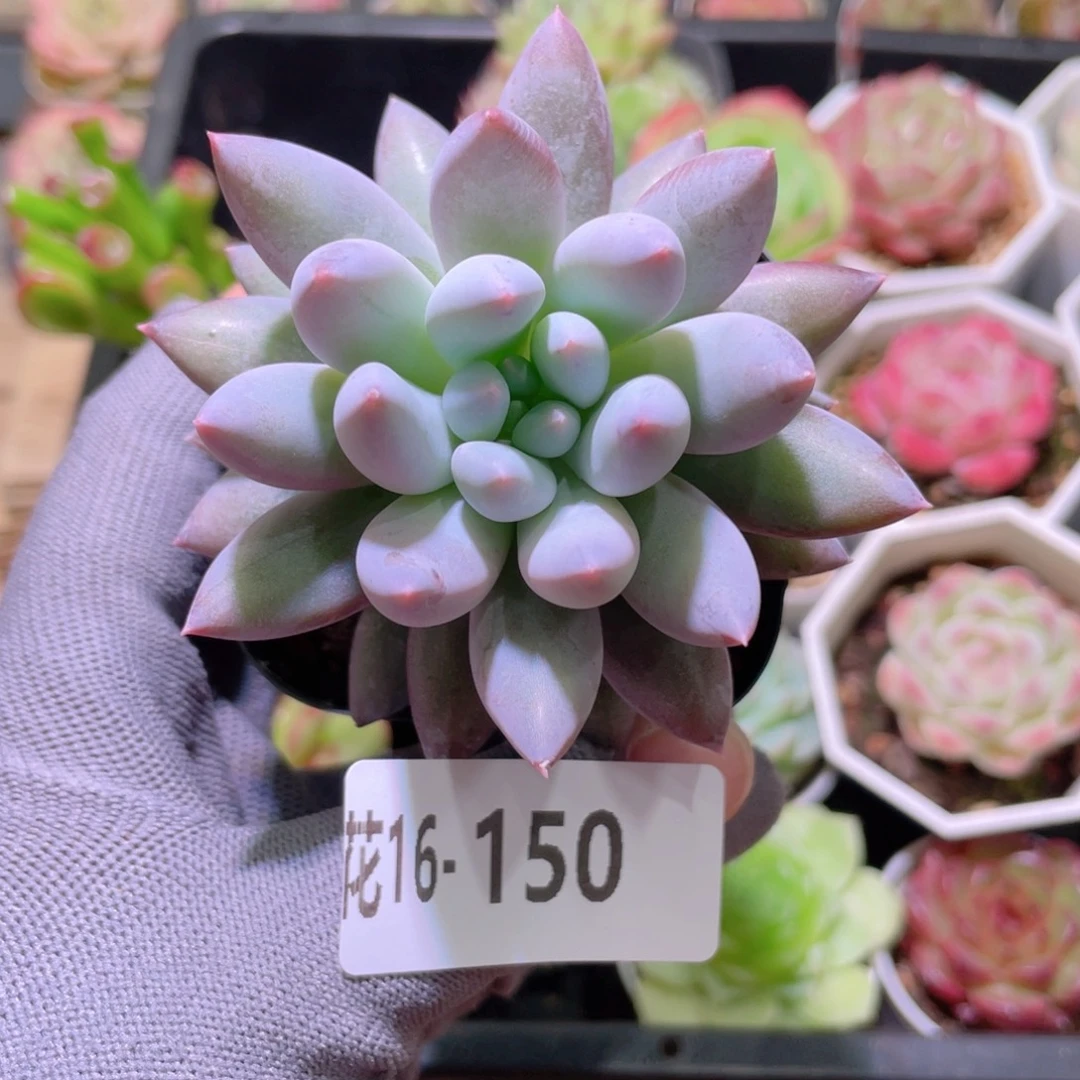 花利美16-150所罗门