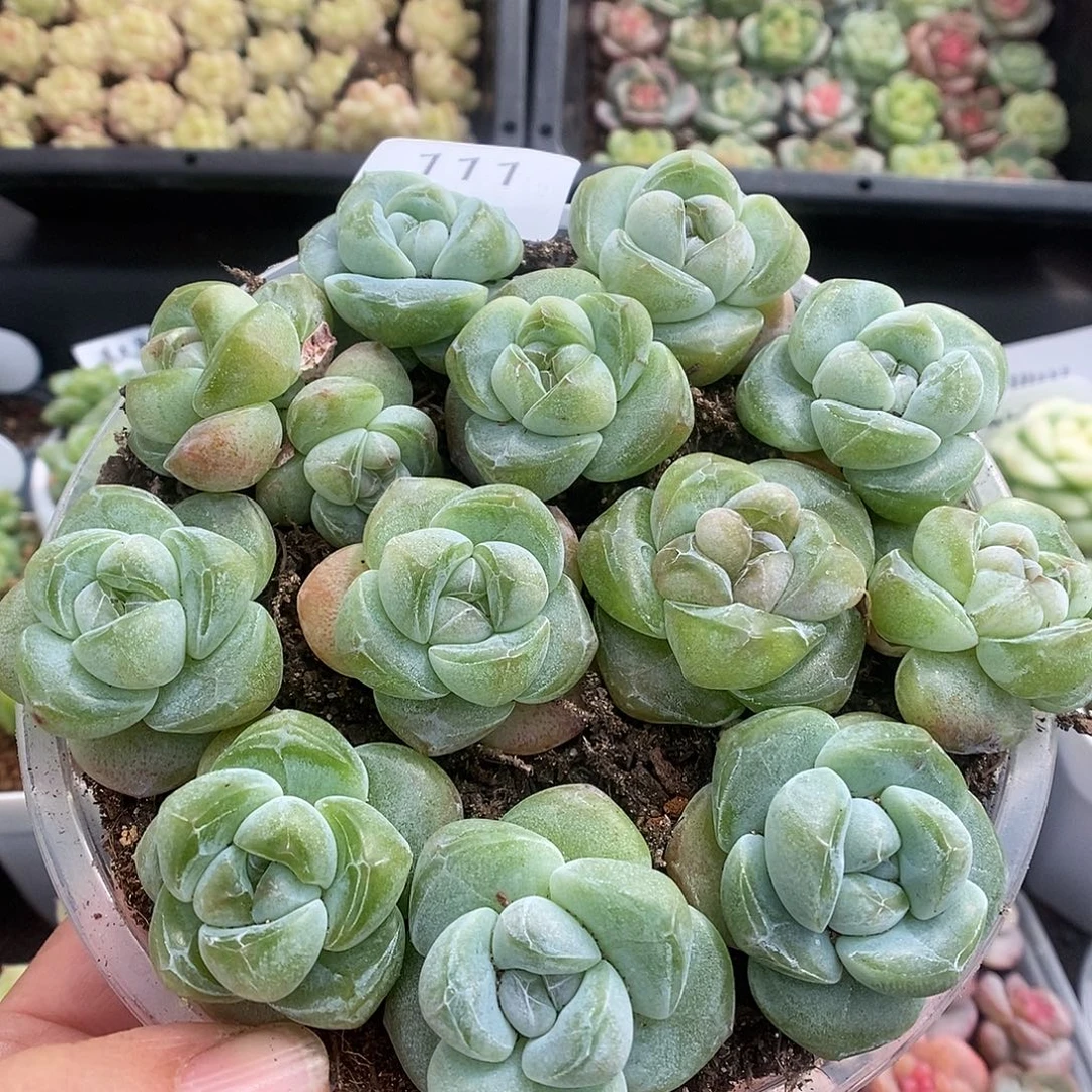 一物一拍一物一拍925-111