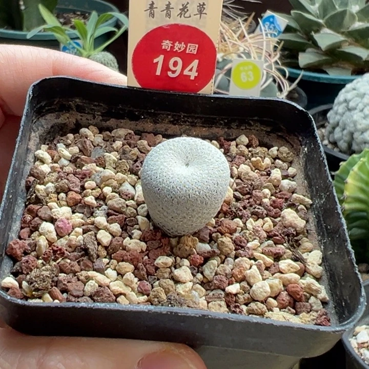 实生小人帽1.7cm一棵仙人球