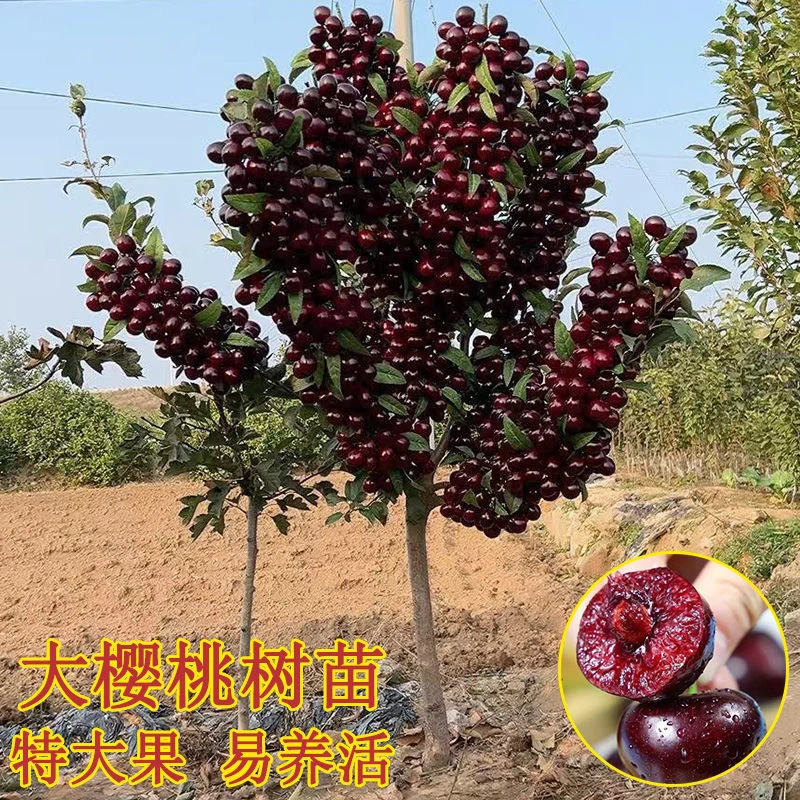 正宗樱桃树苖大紫果大樱桃苗南方北方种植果树果苗车厘子树苗耐寒