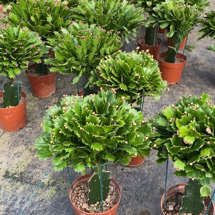 当前无花栽培后可以开花800嫁接黄索