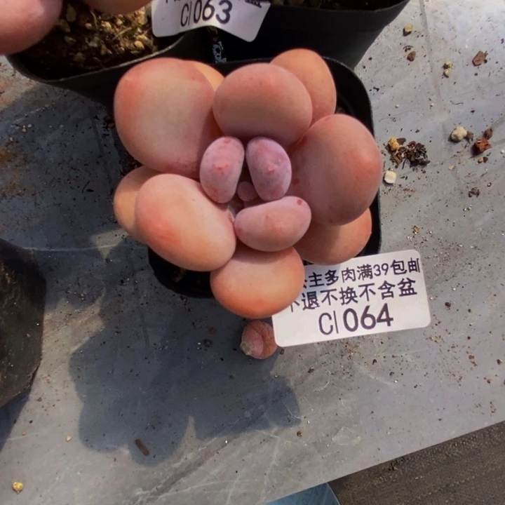 蛋黄奶单头1064多肉植物