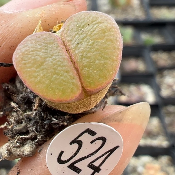 524号11111111111111