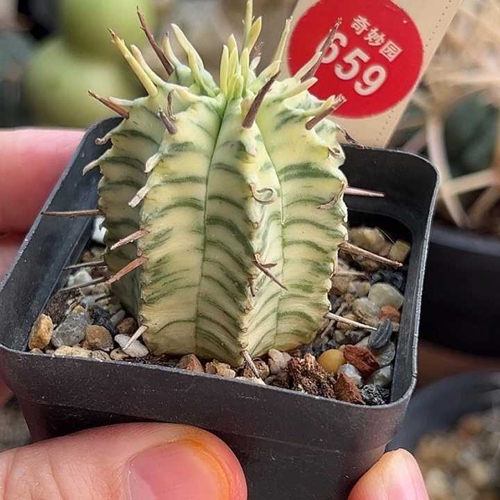 强刺斑马锦3.5cm一棵仙人球