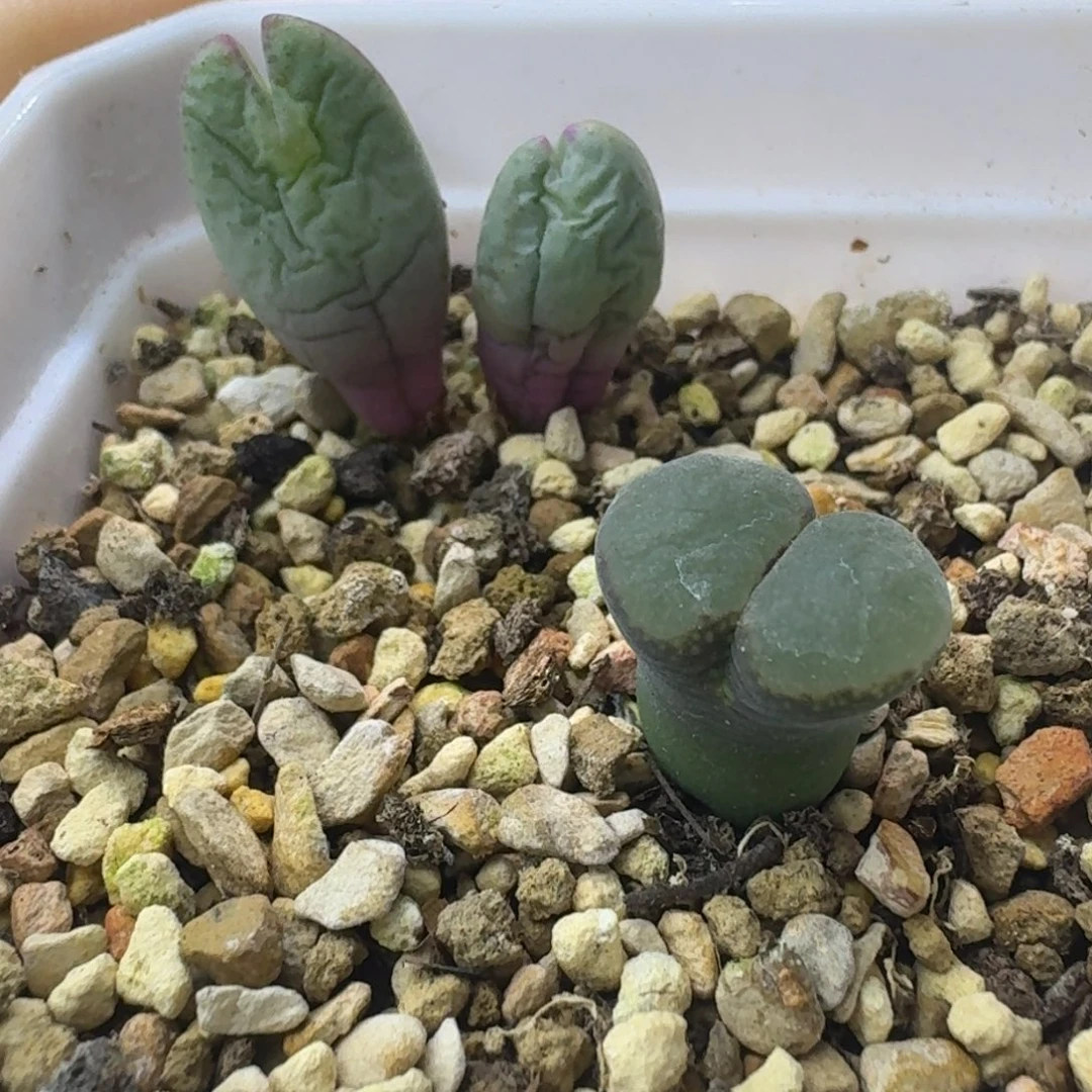 60号两颗一物一拍
