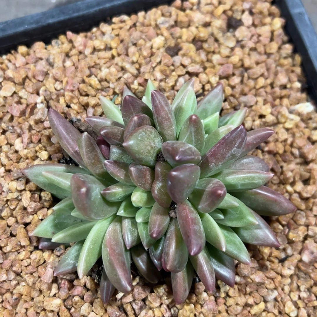 510139 迷雾泡泡群生5头，必须拍冷链发货