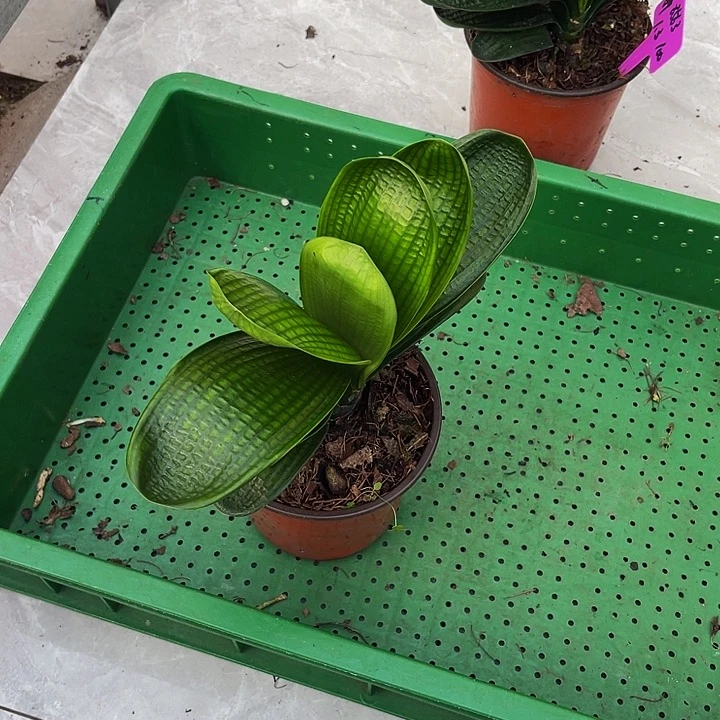 完全开放油麻短叶