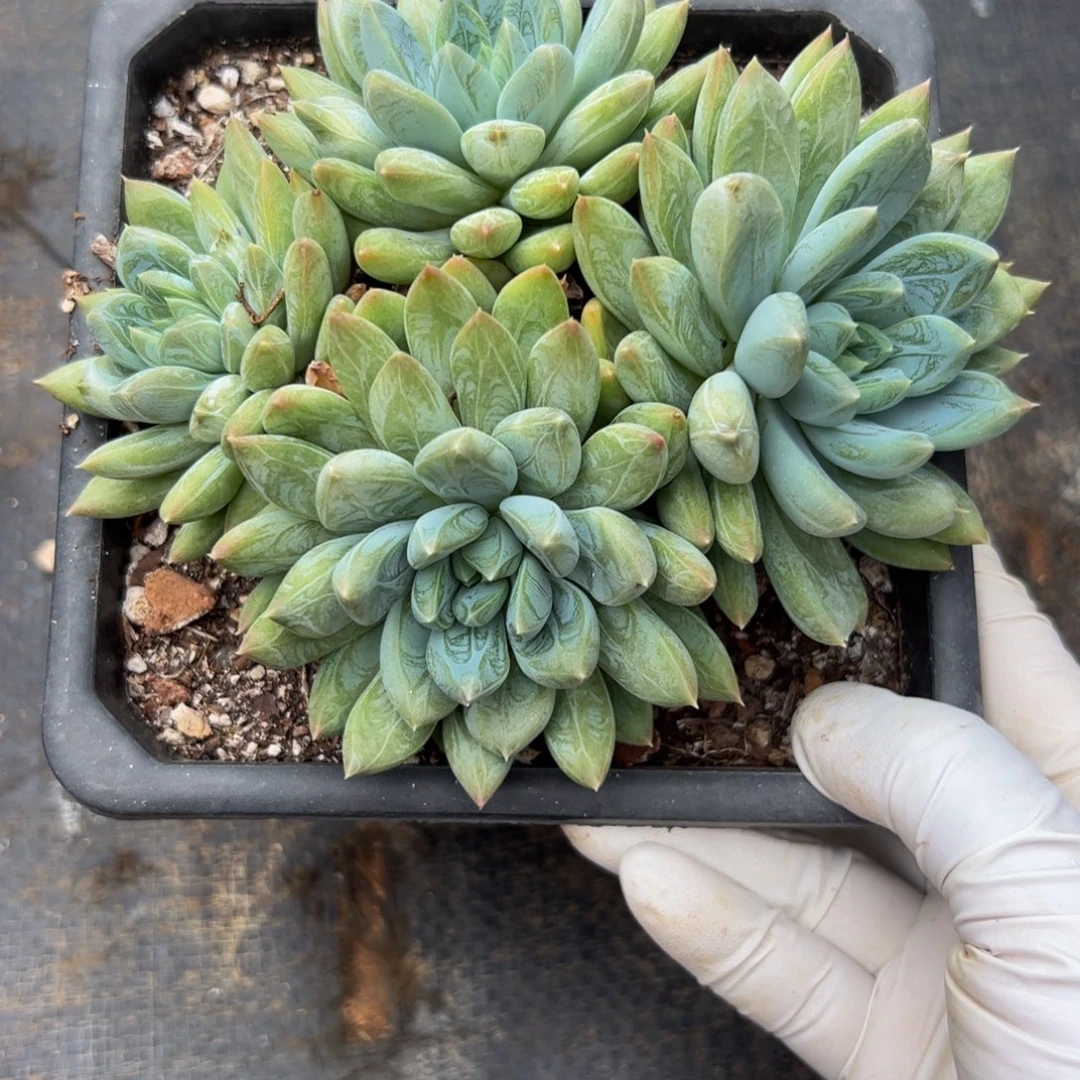 微***…杰夫尼尼多肉植物