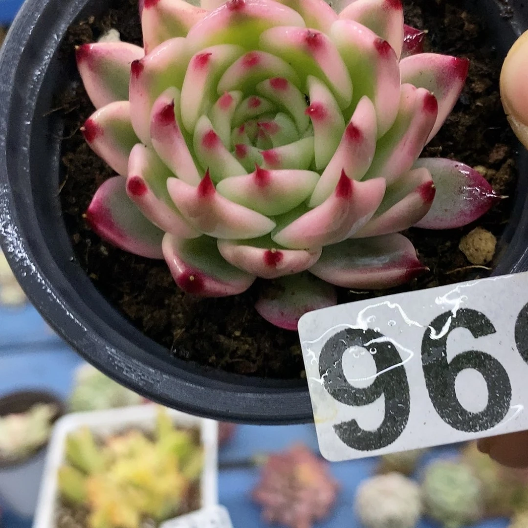 596娃娃锦多肉植物哇啦塞