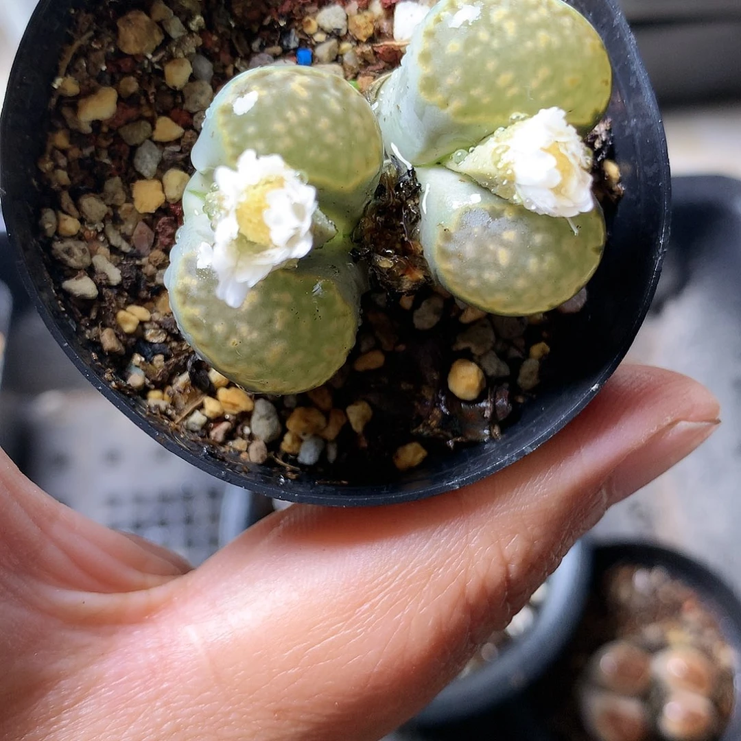 T143多肉植物保护