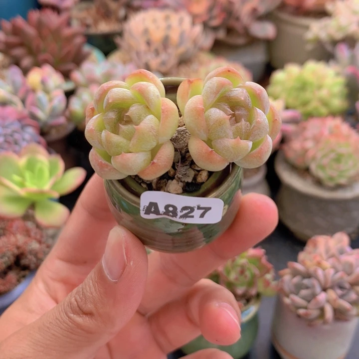 一物一拍含盆土满38包邮A827