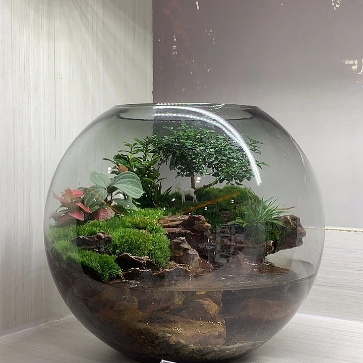 无花朵养鱼苔藓微景观