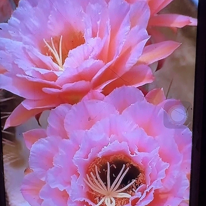 粉桃根7公分高毛花柱