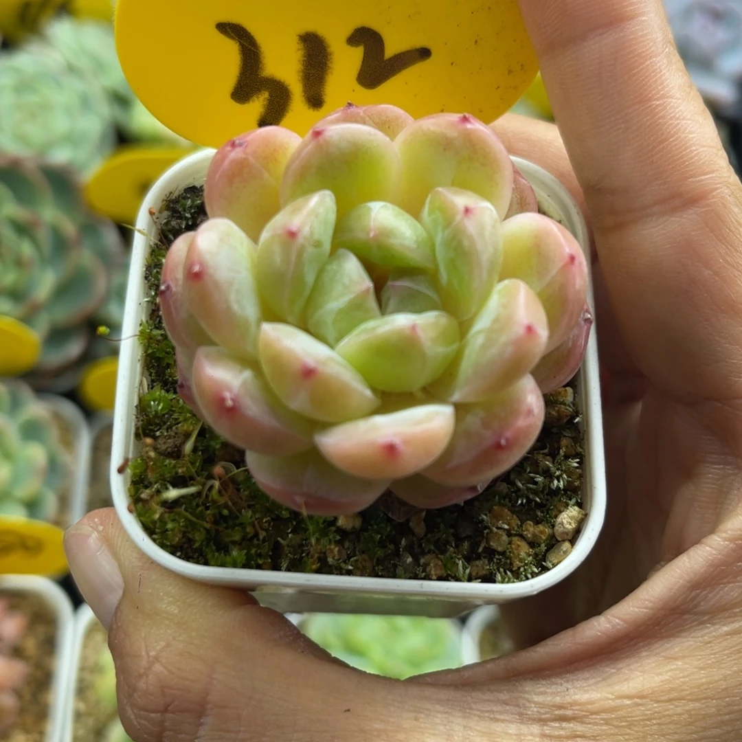 熊猫珍妮单头312可拍