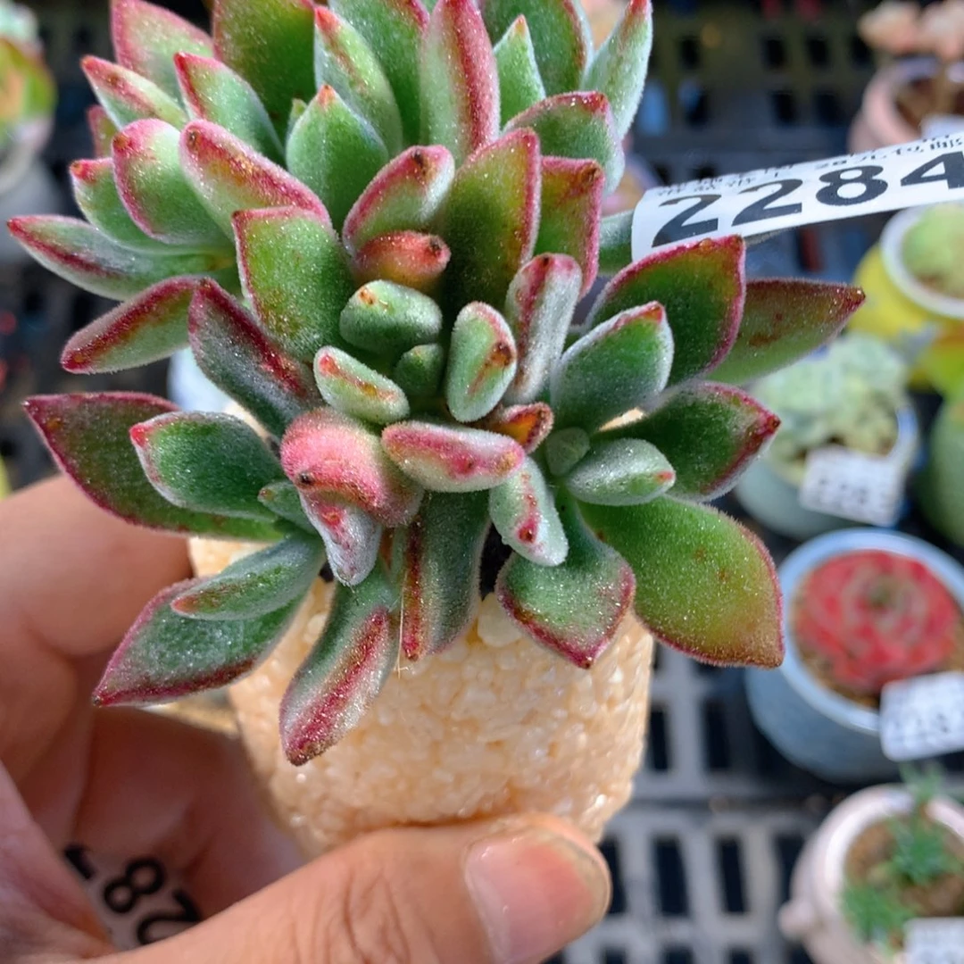 精控多肉植物2284