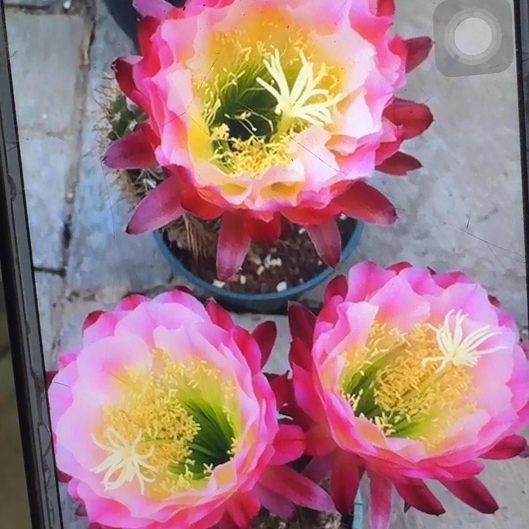 茉莉根高13公分毛花柱