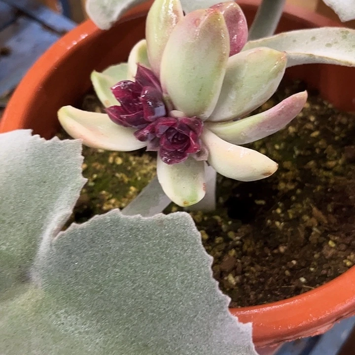 晨***》紫薯锦多肉植物哇啦塞，