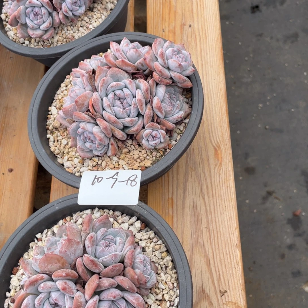 用***510-9-18静好多肉园艺