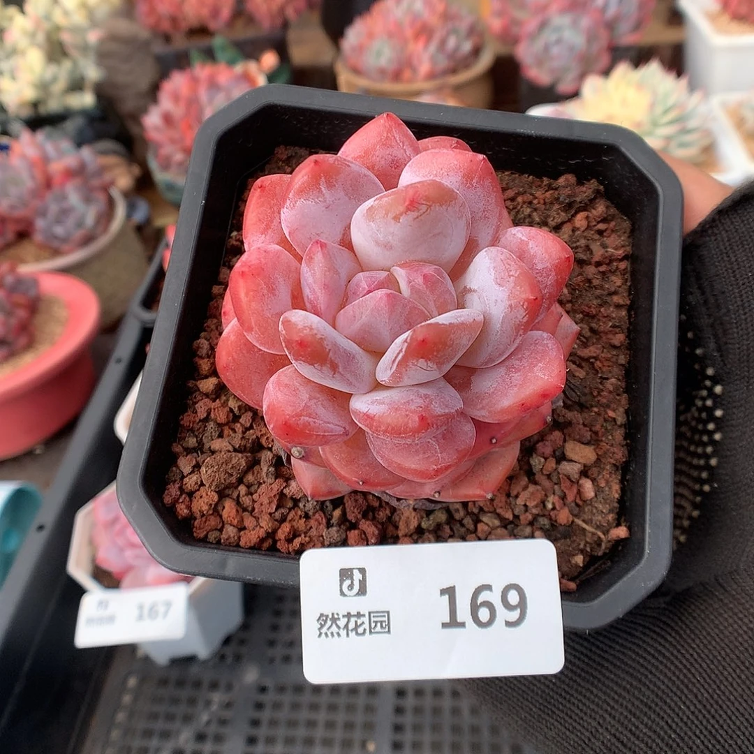 169冰橙多肉植物66666