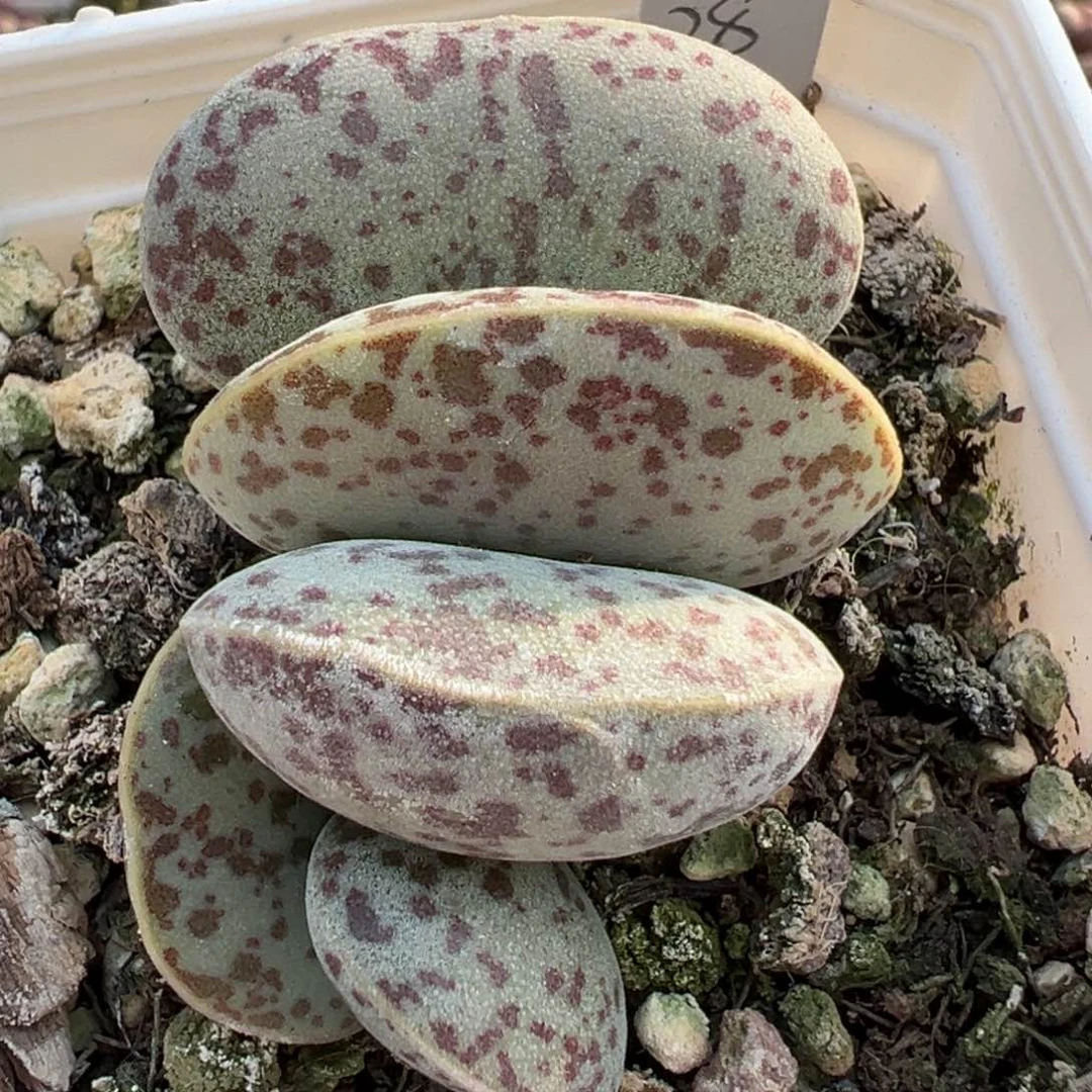 花蛋小桩多肉植物水泡