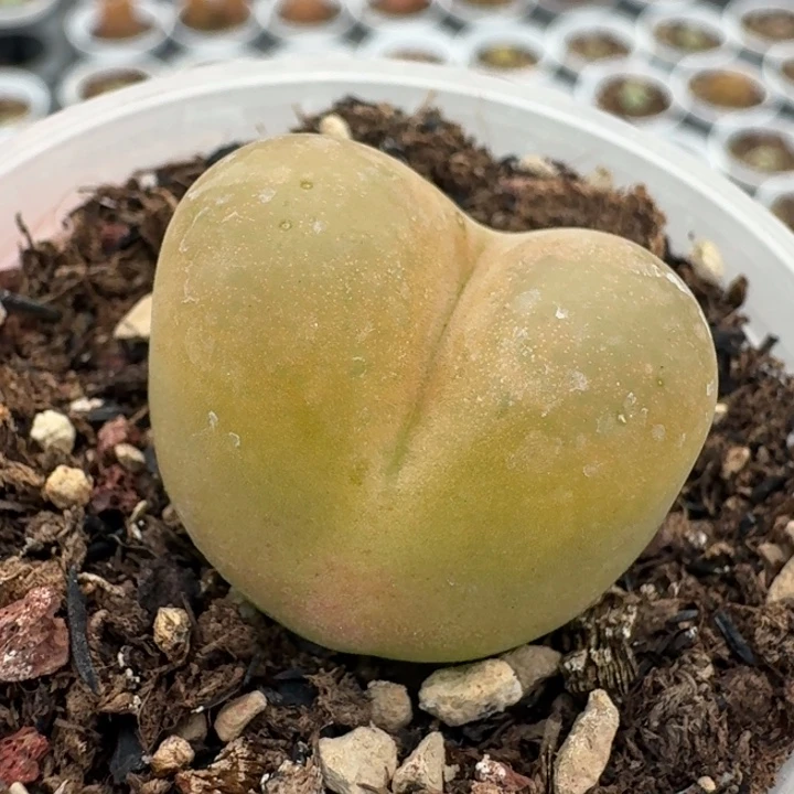 240带盆土毛汉尼。