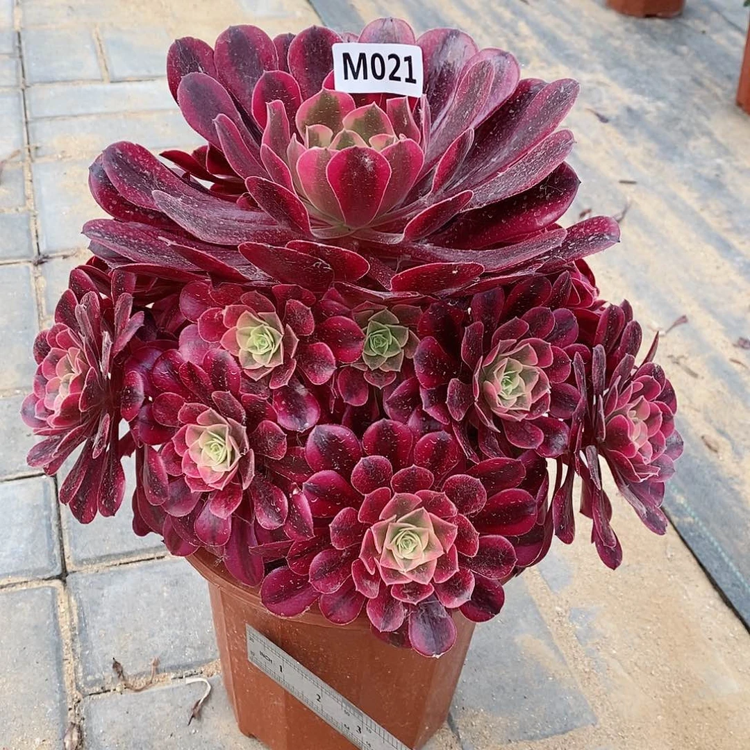 021meidusha4444444444