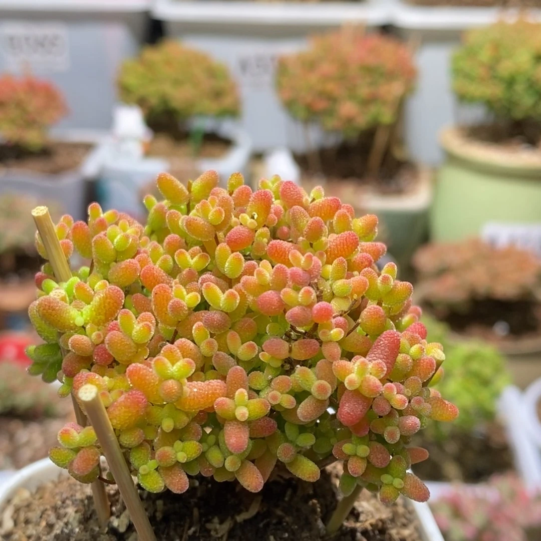 蜜桔糖球枝干番杏A557