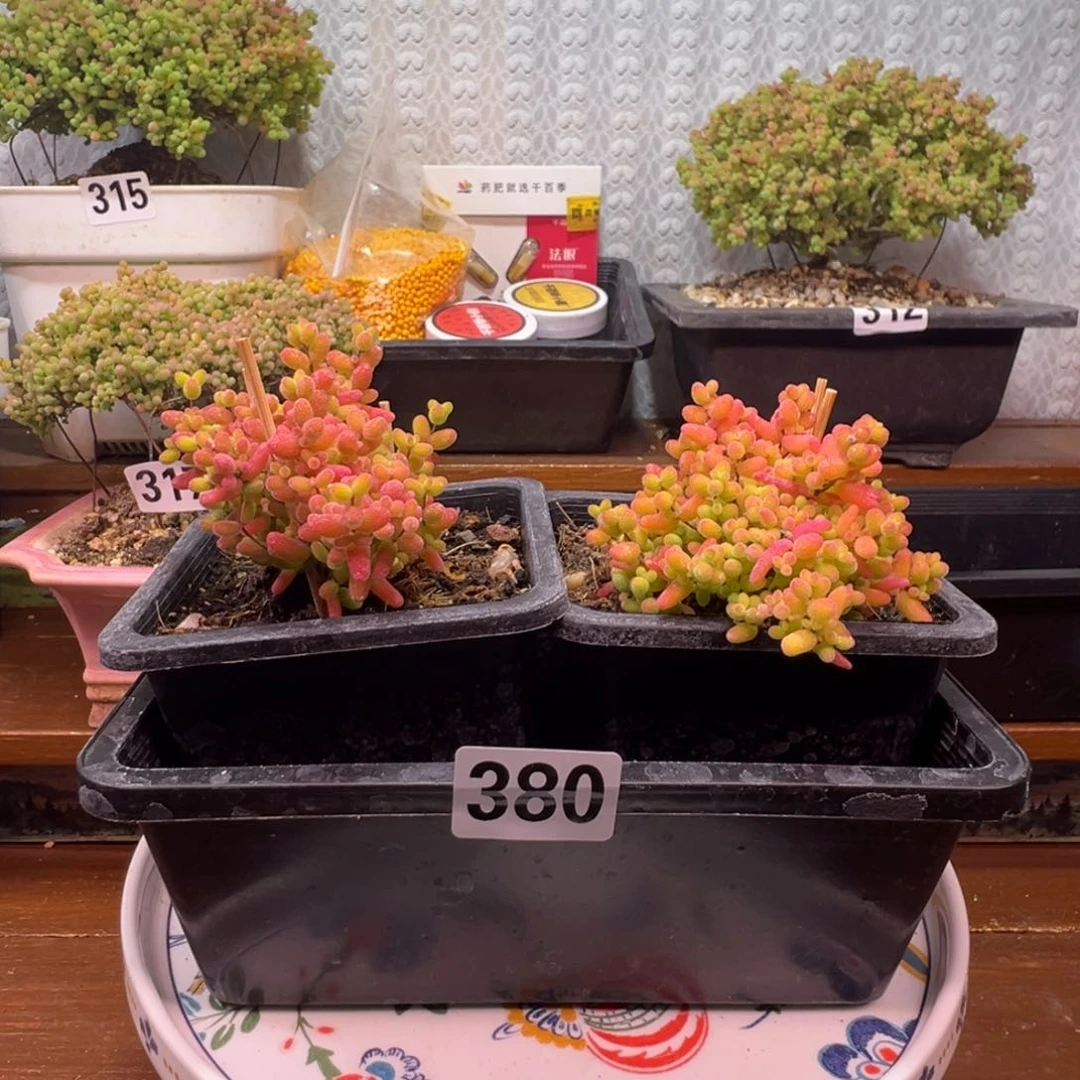 枝干番杏多肉植物380