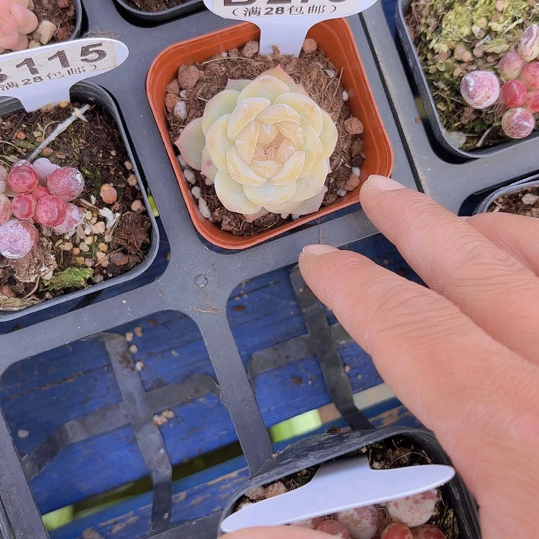 B273珍妮一物一拍