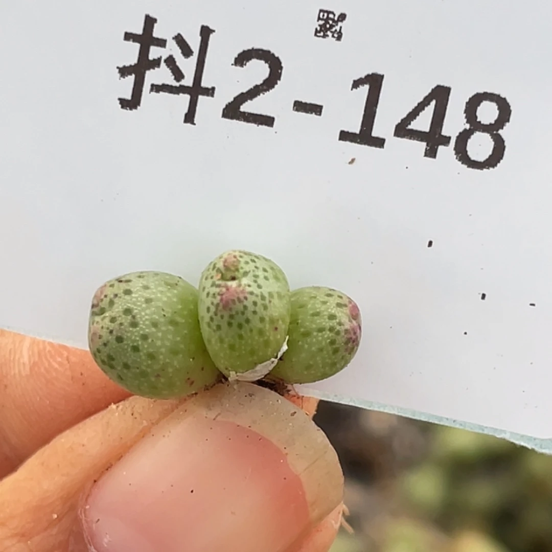 2-148草莓斑马肉锥