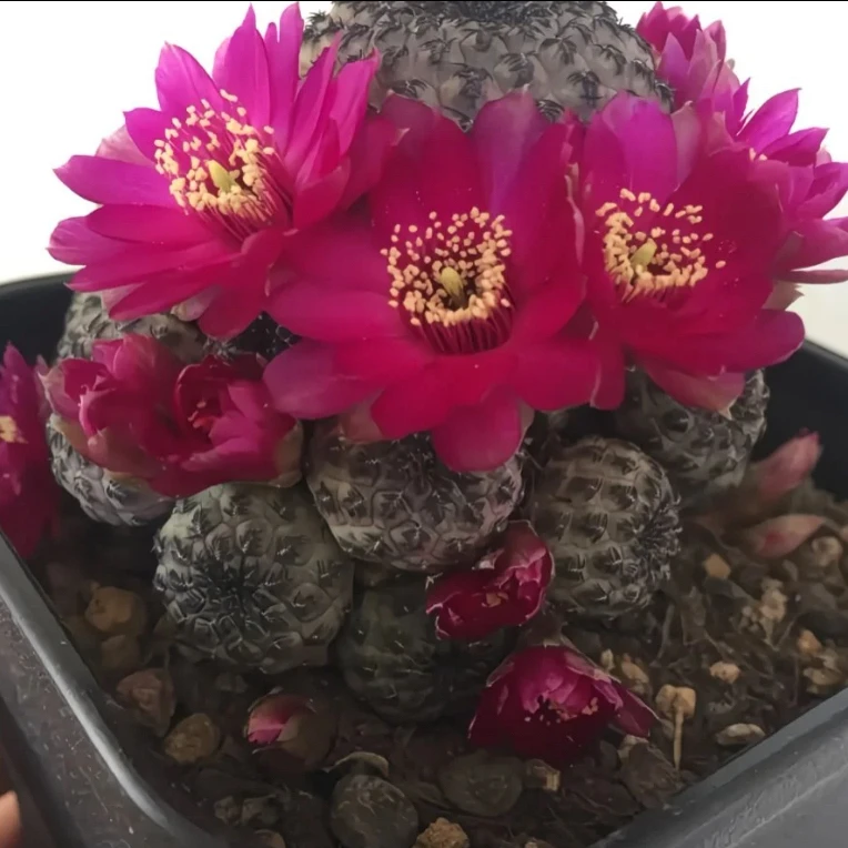 紫粒丸实生根仙人球多肉植物