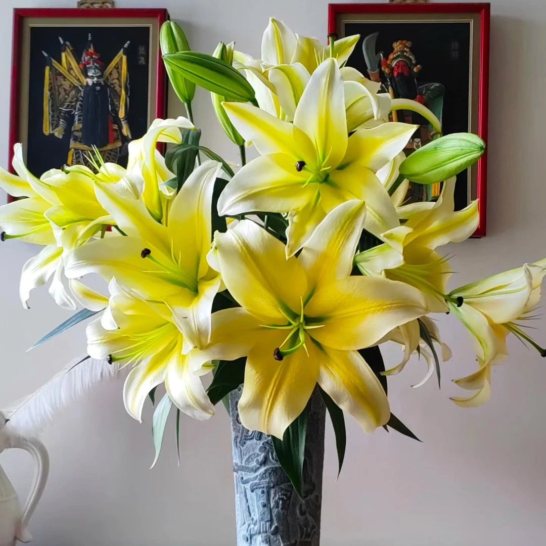 皇帝黄天霸10朵香水百合花鲜花花束云南斗南基地直发家用水养插花