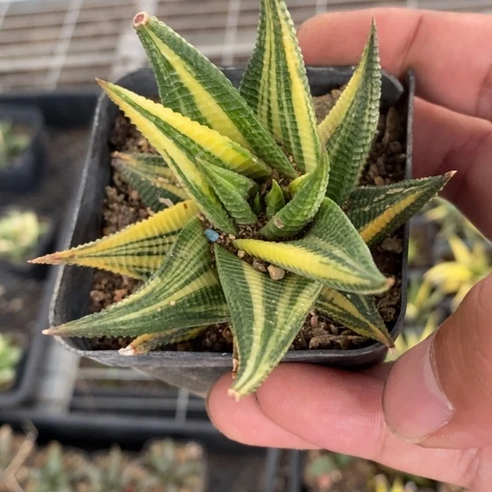 1303 一颗琉璃殿锦 超级福利。