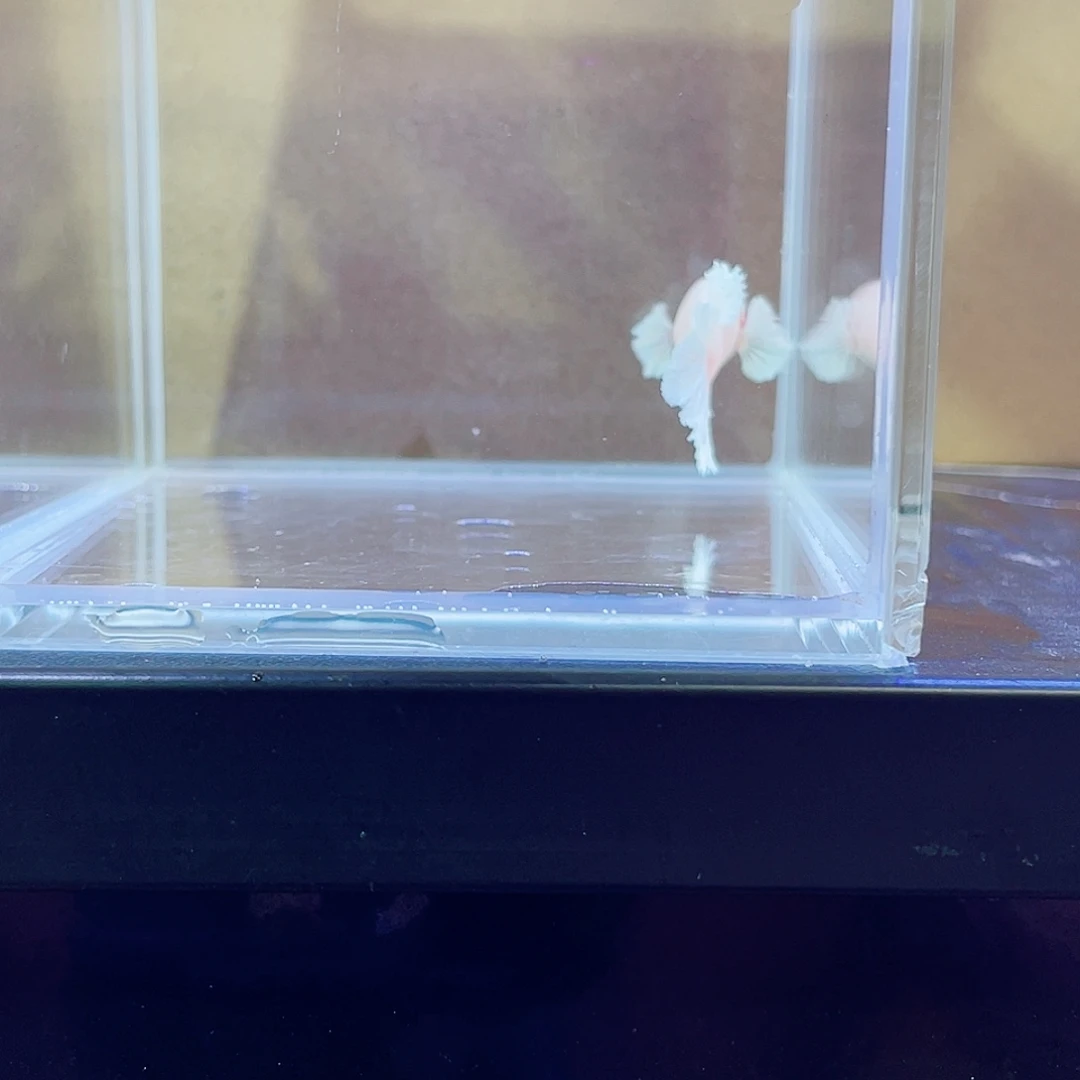 斗鱼印尼斗鱼跑单小黑屋28