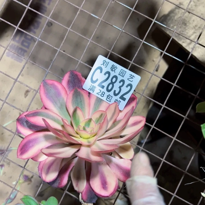 砍头爱丽思多肉植物法师2832