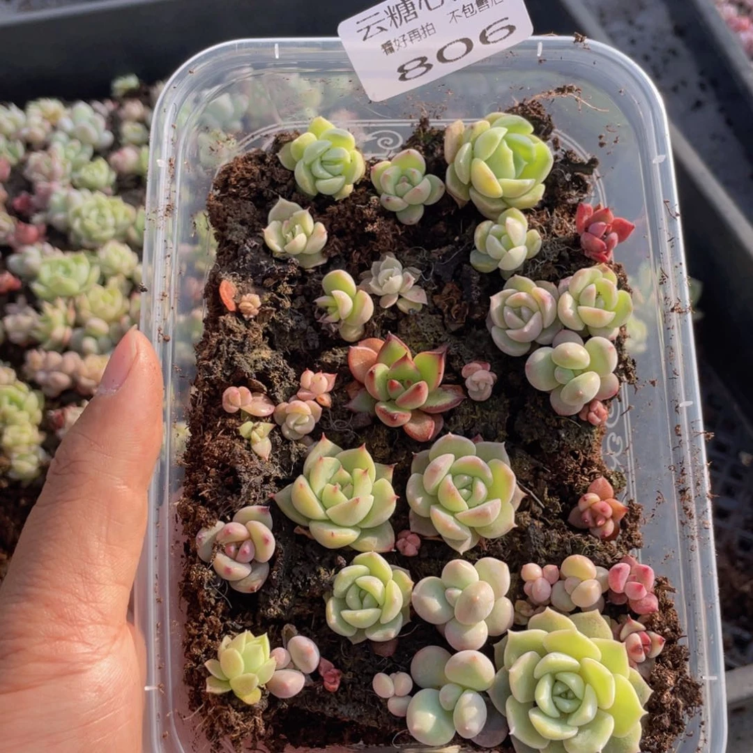 云糖心多肉植物806