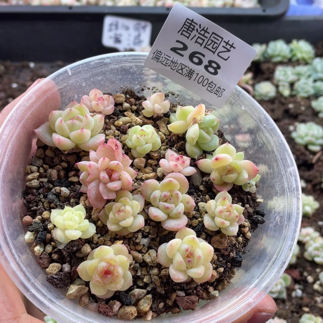 珍妮混一物一拍268.