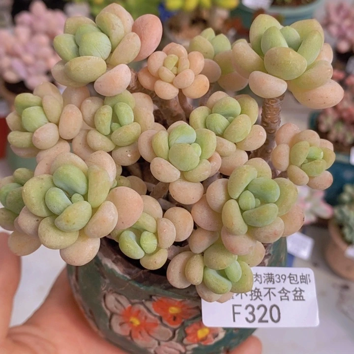 白奶糖老桩10cm320多肉植物