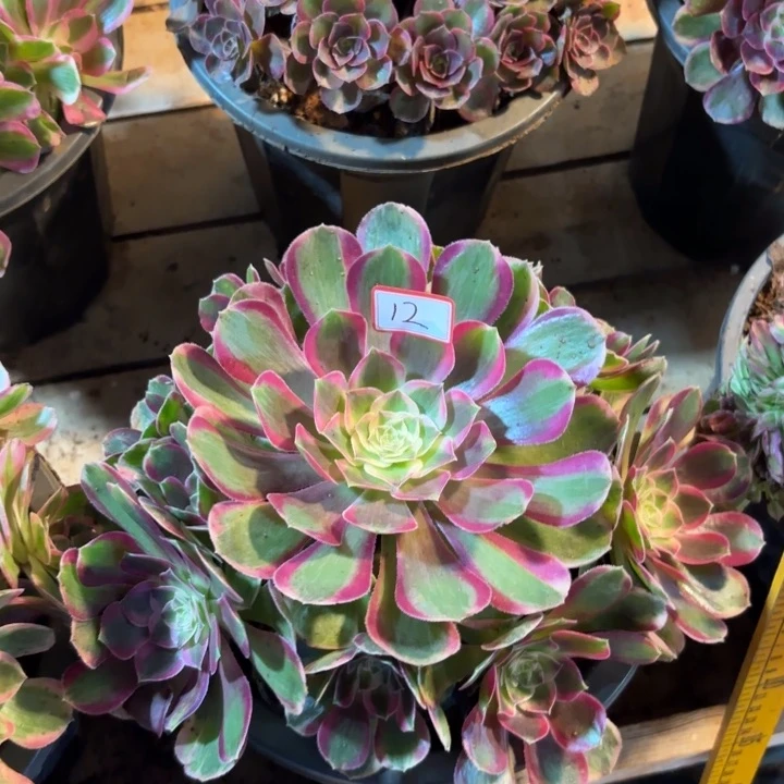 012特价孔雀翎无售后