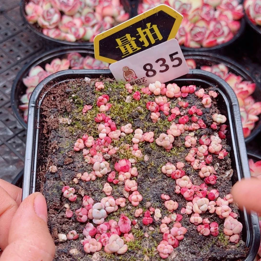 多肉植物多肉植物