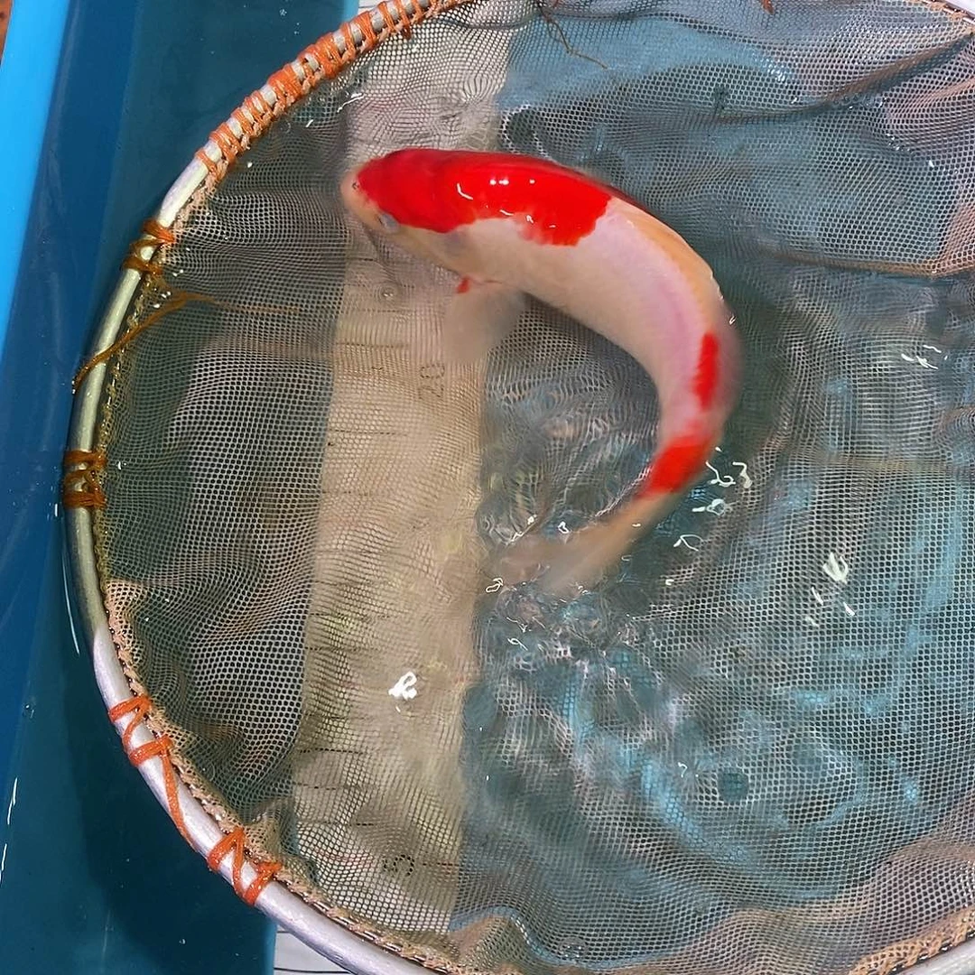 锦鲤红白大正三色包邮包损