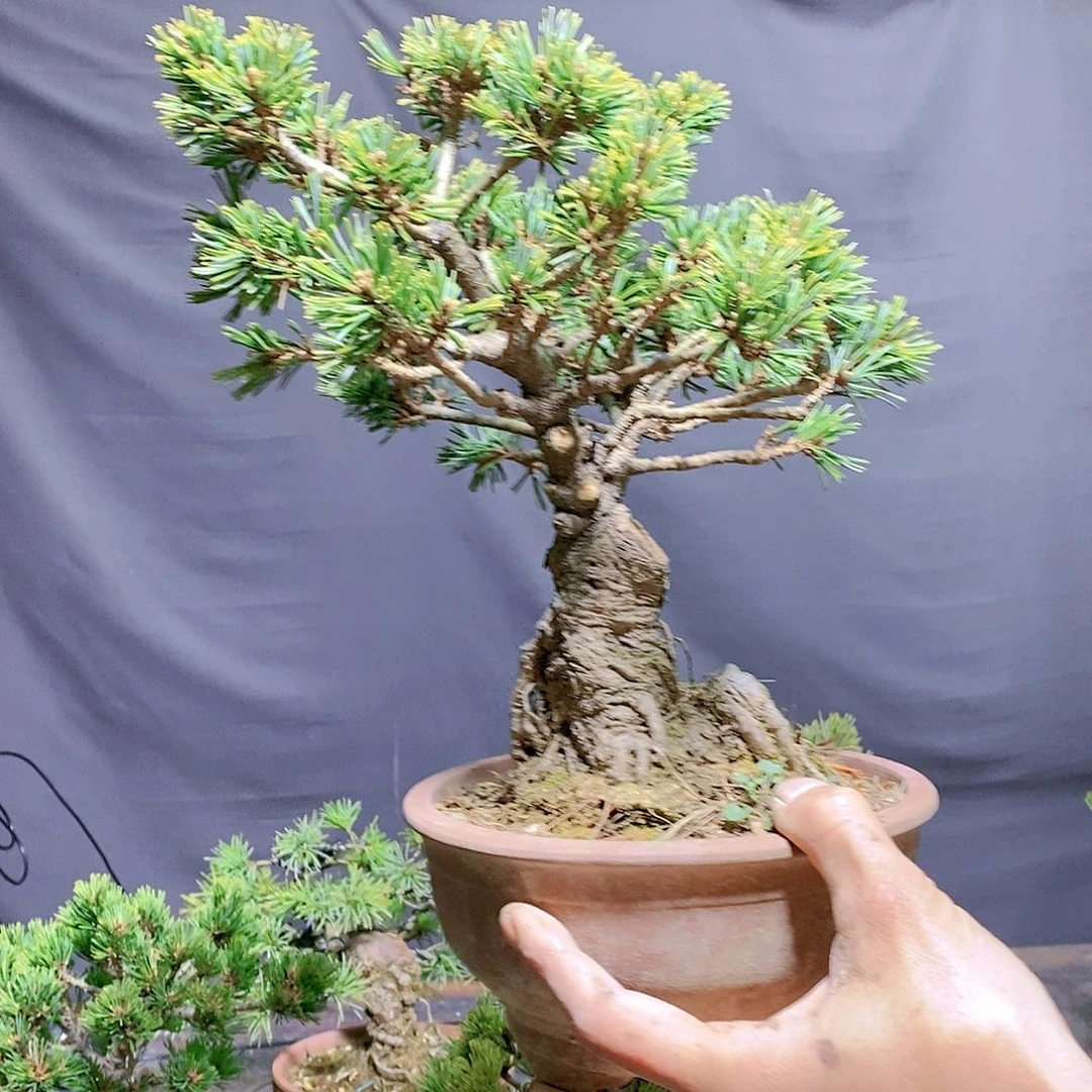 【闪购商品】无花朵泉*