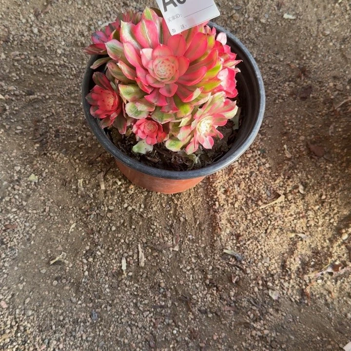 红陶静**花倾城832号多肉