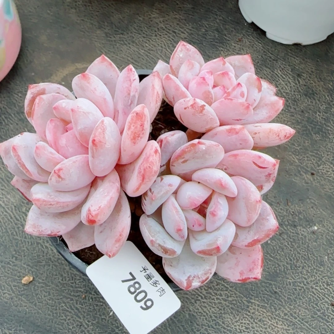 长杆雪之魄，7809多肉植物