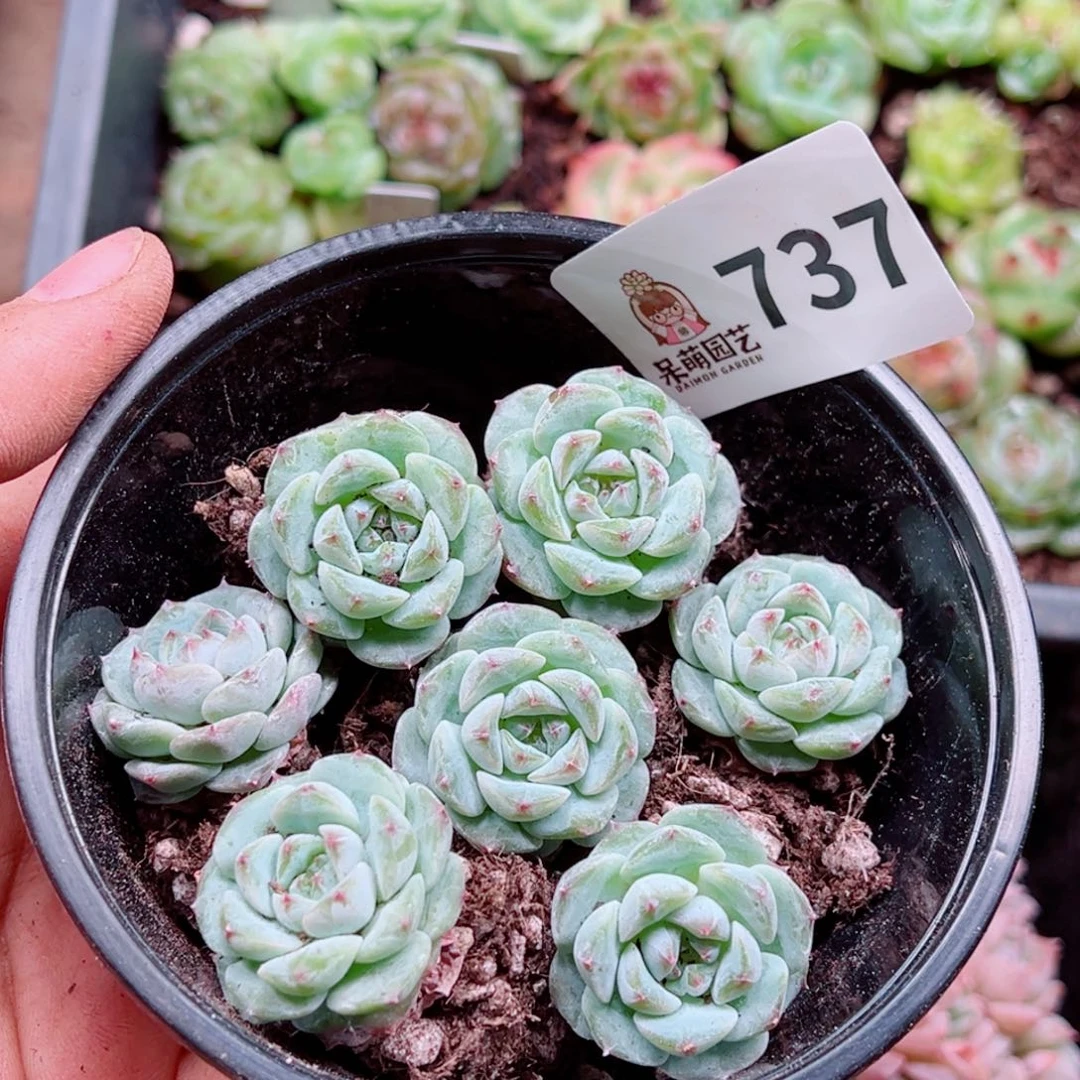 多肉植物多肉植物