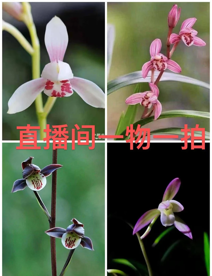 兰花直播（一物一拍）好养易活浓香型