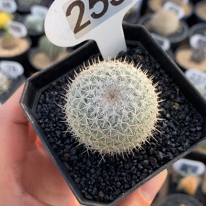 255号实生希望丸