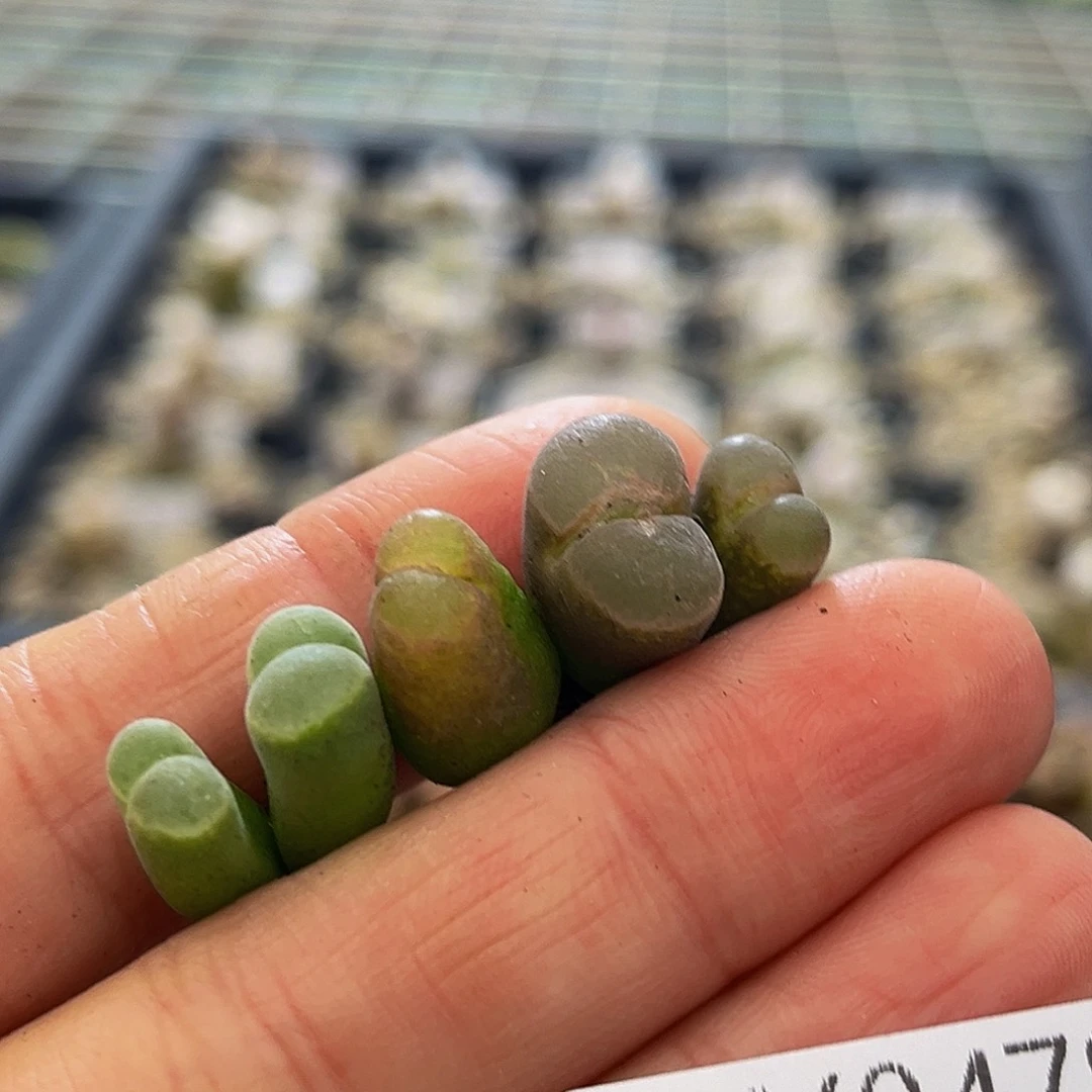 18包邮一物一拍风铃9478