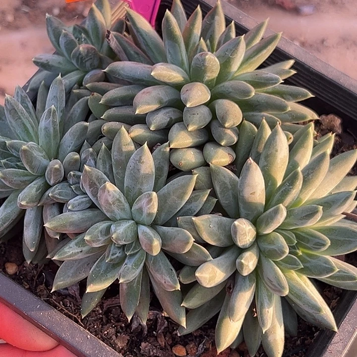 陨石多肉植物448.